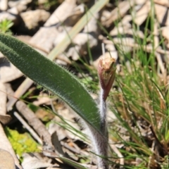 Caladenia actensis at suppressed - suppressed