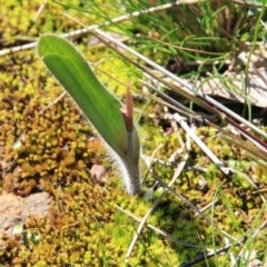 Caladenia actensis at suppressed - suppressed