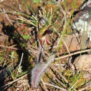Caladenia actensis at suppressed - 12 Sep 2016