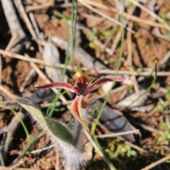 Caladenia actensis at suppressed - 12 Sep 2016