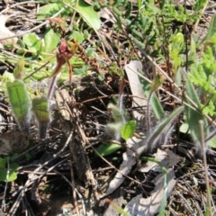 Caladenia actensis at suppressed - 12 Sep 2016