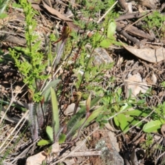 Caladenia actensis at suppressed - 12 Sep 2016