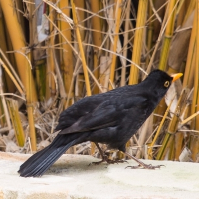 Turdus merula (Eurasian Blackbird) at QPRC LGA - 9 Sep 2016 by Speedsta