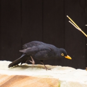 Turdus merula at Queanbeyan West, NSW - 10 Sep 2016 12:00 AM