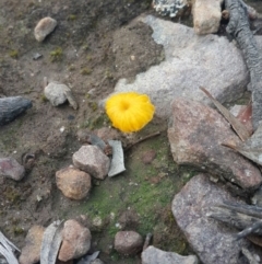 Lichenomphalia chromacea (Yellow Navel) at Mount Jerrabomberra - 10 Sep 2016 by Speedsta