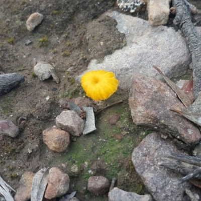 Lichenomphalia chromacea (Yellow Navel) at Karabar, NSW - 10 Sep 2016 by Speedsta