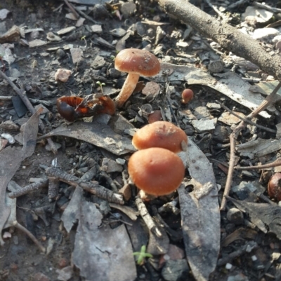 Dermocybe sp. at Mount Jerrabomberra - 11 Sep 2016 by Speedsta