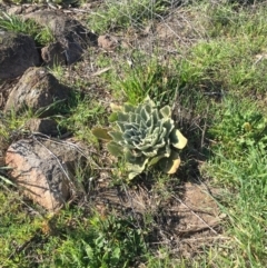 Verbascum thapsus subsp. thapsus (Great Mullein, Aaron's Rod) at Chisholm, ACT - 6 Sep 2016 by CCS