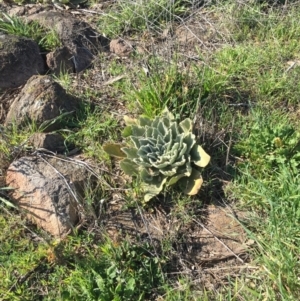 Verbascum thapsus subsp. thapsus at Chisholm, ACT - 6 Sep 2016 09:55 AM