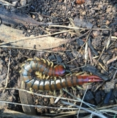 Cormocephalus aurantiipes (Orange-legged Centipede) at Chisholm, ACT - 12 Sep 2016 by CCS