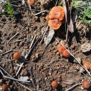 Laccaria sp. at Chisholm, ACT - 12 Sep 2016 10:41 AM