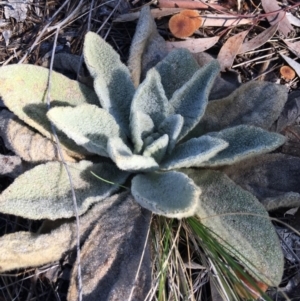 Verbascum thapsus subsp. thapsus at Chisholm, ACT - 12 Sep 2016