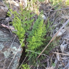 Cheilanthes sieberi (Rock Fern) at Chisholm, ACT - 12 Sep 2016 by CCS