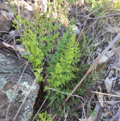 Cheilanthes sieberi (Rock Fern) at Chisholm, ACT - 12 Sep 2016 by CCS