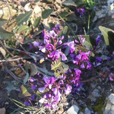 Hardenbergia violacea (False Sarsaparilla) at Karabar, NSW - 11 Sep 2016 by Speedsta