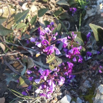 Hardenbergia violacea (False Sarsaparilla) at Mount Jerrabomberra QP - 10 Sep 2016 by Speedsta