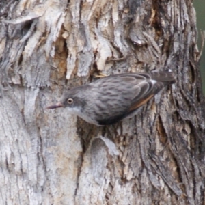 Daphoenositta chrysoptera at Googong, NSW - 10 Sep 2016 02:38 PM