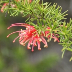 Grevillea sp. (Grevillea) at Googong Foreshore - 10 Sep 2016 by roymcd