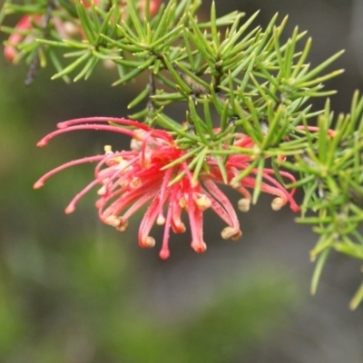 Grevillea (genus) (Grevillea) at Googong, NSW - 10 Sep 2016 by roymcd