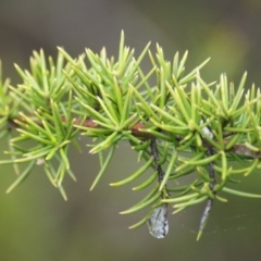 Grevillea sp. at Googong, NSW - 10 Sep 2016 03:20 PM