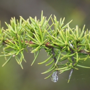 Grevillea sp. at Googong, NSW - 10 Sep 2016