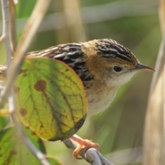 Cisticola exilis (Golden-headed Cisticola) at Fyshwick, ACT - 7 Sep 2016 by roymcd