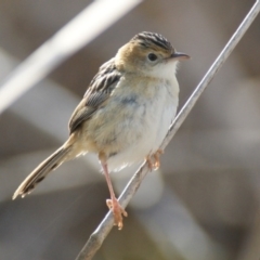 Cisticola exilis at Fyshwick, ACT - 7 Sep 2016 04:20 PM