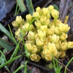 Lomandra bracteata (Small Matrush) at Googong, NSW - 12 Sep 2016 by Wandiyali