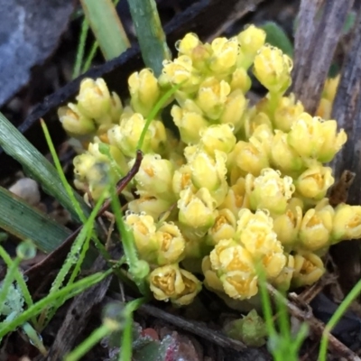 Lomandra bracteata (Small Matrush) at QPRC LGA - 12 Sep 2016 by Wandiyali