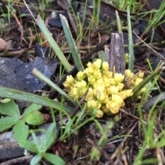 Lomandra bracteata at Googong, NSW - 12 Sep 2016