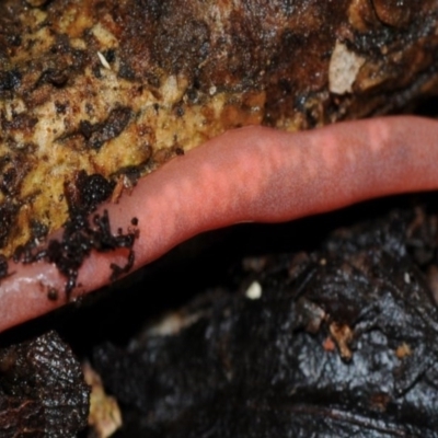 Argononemertes australiensis (A Ribbon Worm or Nematine) at Bodalla State Forest - 11 Jul 2016 by Teresa