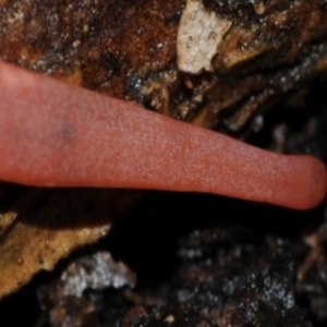 Argononemertes australiensis at Kianga, NSW - 11 Jul 2016