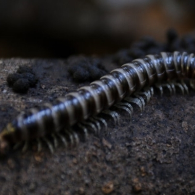 Unidentified Millipede (Diplopoda) at Kianga, NSW - 1 May 2016 by Teresa