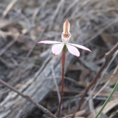 Caladenia fuscata (Dusky Fingers) at Black Mountain - 12 Sep 2016 by NickWilson