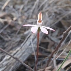 Caladenia fuscata (Dusky Fingers) at Canberra Central, ACT - 12 Sep 2016 by NickWilson
