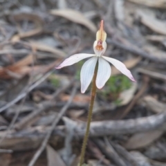 Caladenia fuscata at Canberra Central, ACT - suppressed