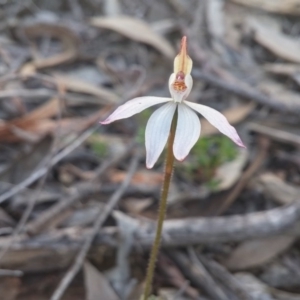 Caladenia fuscata at Canberra Central, ACT - 12 Sep 2016