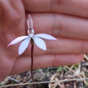 Caladenia fuscata at Hackett, ACT - suppressed