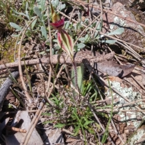 Caladenia actensis at suppressed - suppressed