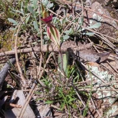 Caladenia actensis (Canberra Spider Orchid) at Mount Majura - 12 Sep 2016 by NickWilson