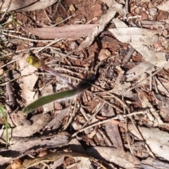 Caladenia actensis at suppressed - suppressed