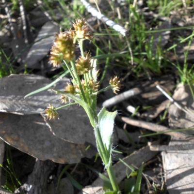 Luzula sp. (Woodrush) at Majura, ACT - 12 Sep 2016 by SilkeSma