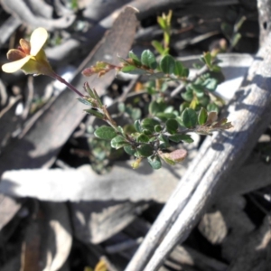 Bossiaea buxifolia at Majura, ACT - 12 Sep 2016