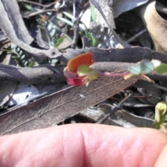 Bossiaea buxifolia at Majura, ACT - 12 Sep 2016