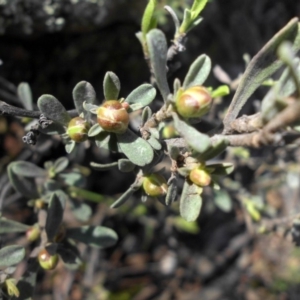 Hibbertia obtusifolia at Majura, ACT - 12 Sep 2016