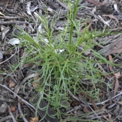 Eryngium ovinum (Blue Devil) at Majura, ACT - 12 Sep 2016 by SilkeSma