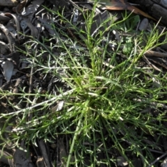 Eryngium ovinum at Majura, ACT - 12 Sep 2016