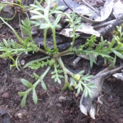 Cotula australis at Majura, ACT - 12 Sep 2016