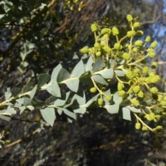 Acacia cultriformis (Knife Leaf Wattle) at Mount Ainslie - 12 Sep 2016 by SilkeSma