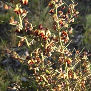 Daviesia genistifolia at Majura, ACT - 12 Sep 2016 05:58 PM